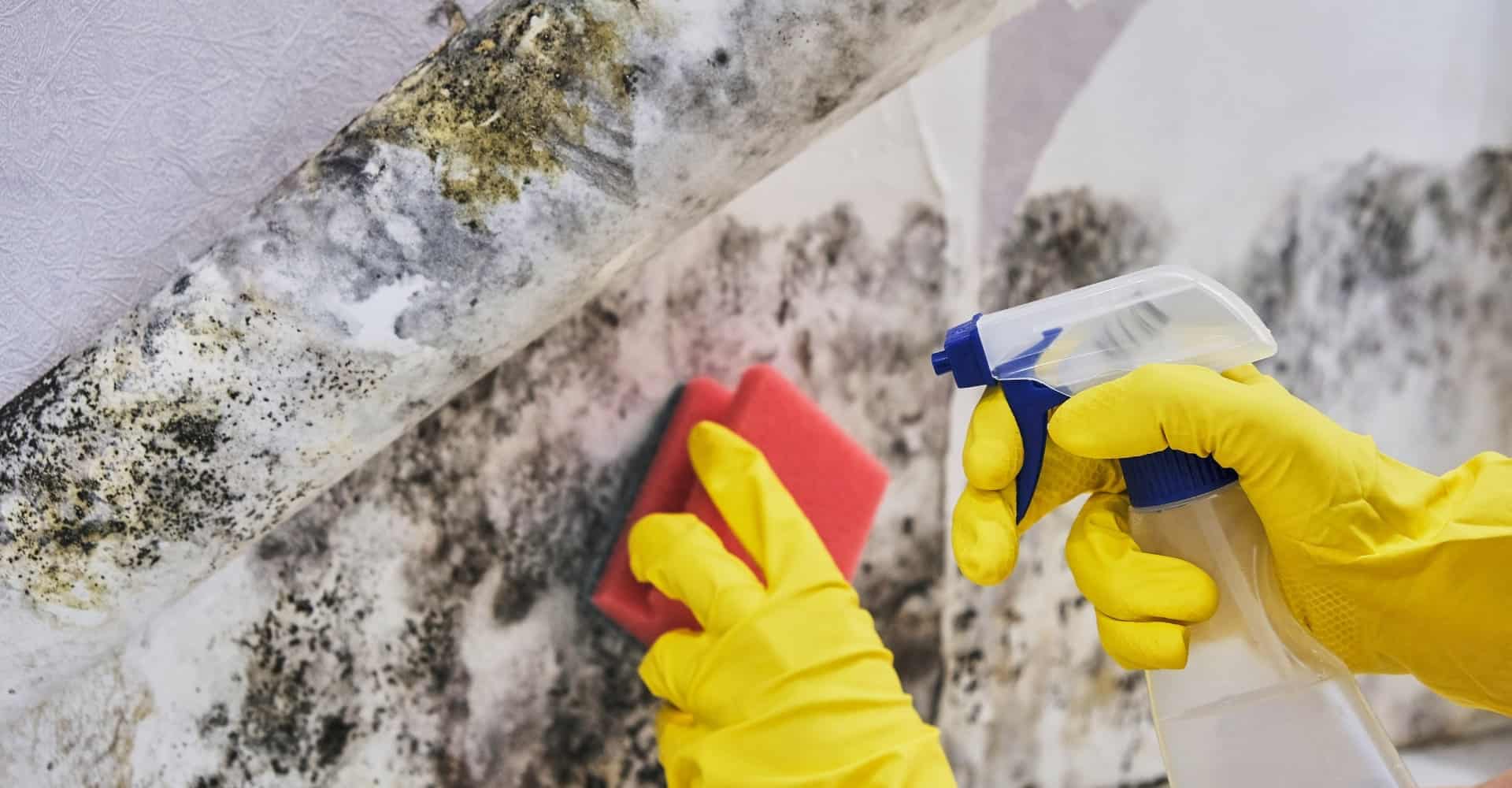 Alconero and Associates - Can you get rid of mold in your house?