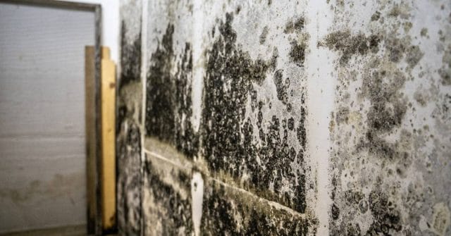 Understanding insurance policy for mold damage coverage