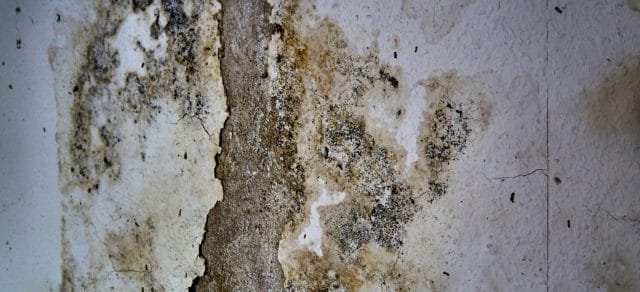 Common Types of House Mold in Florida